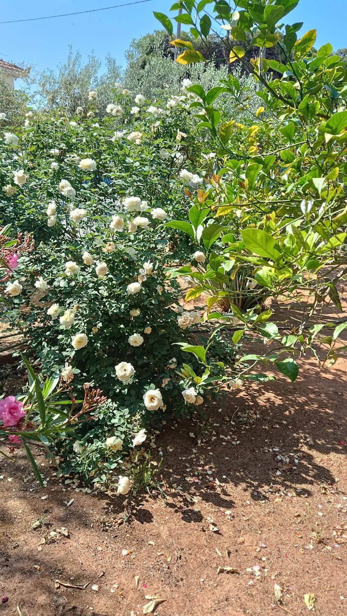 Markópoulon Melograno 아파트 외부 사진